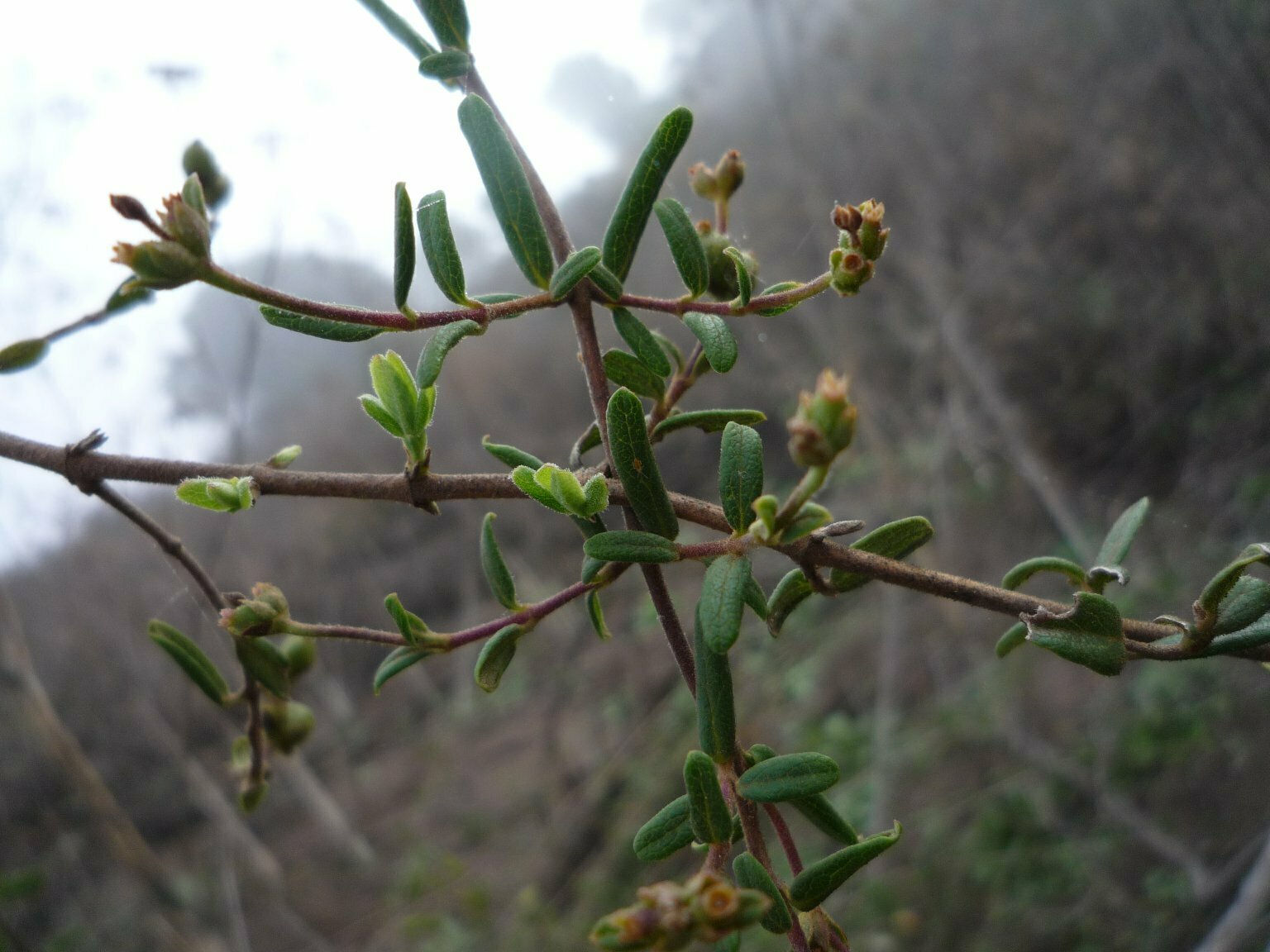 High Resolution Lonicera subspicata Leaf